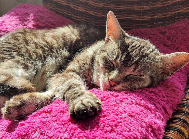 How Long Can a Cat Live With Arthritis? Senior Care Advice